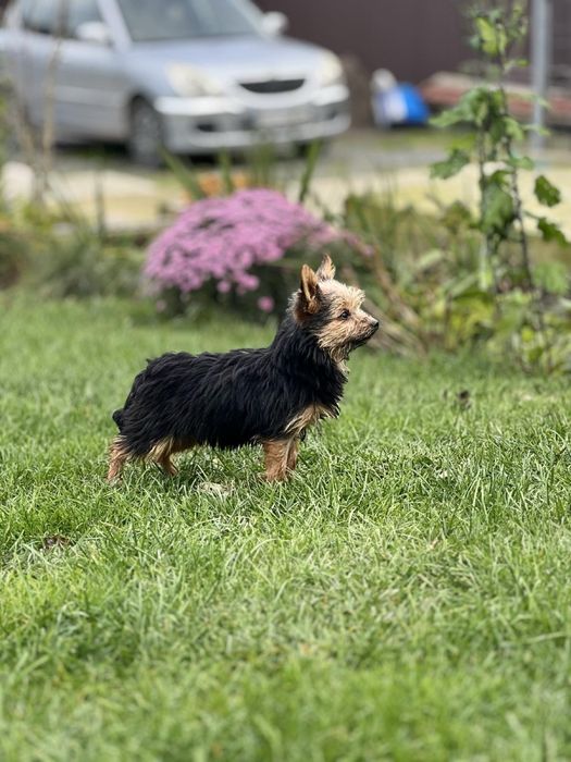 Хлопчик і дівчинка