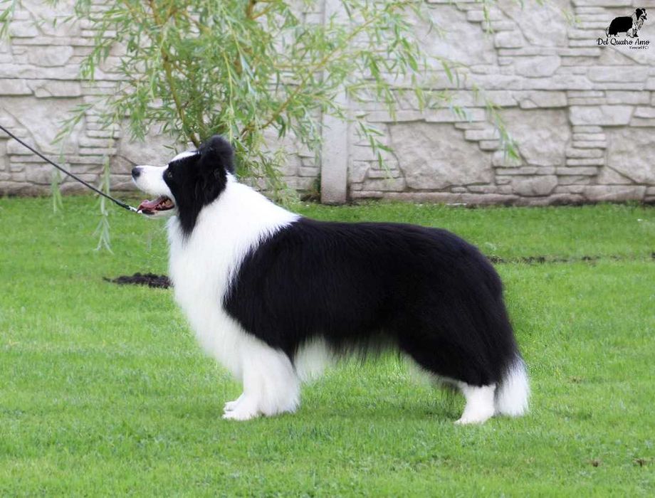 Border collie mały przystojniak NASIR - ZKwP - gotowy do zmiany domu