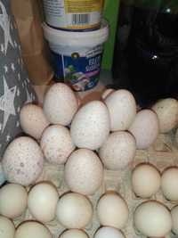 Jaja indyków staropolskich