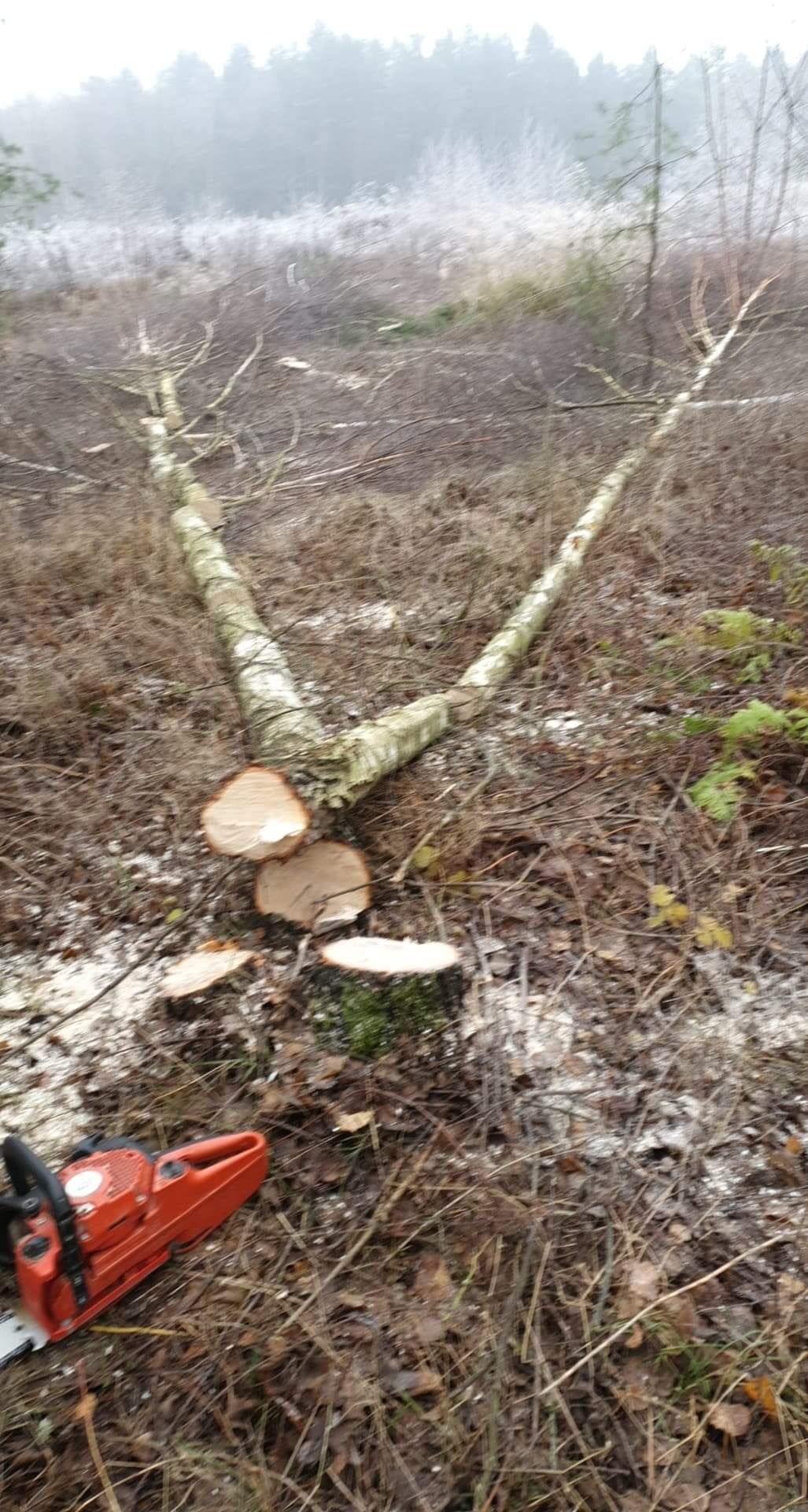 Uslugi koszenia kosą, wycinka, piłowanie drzewa itp