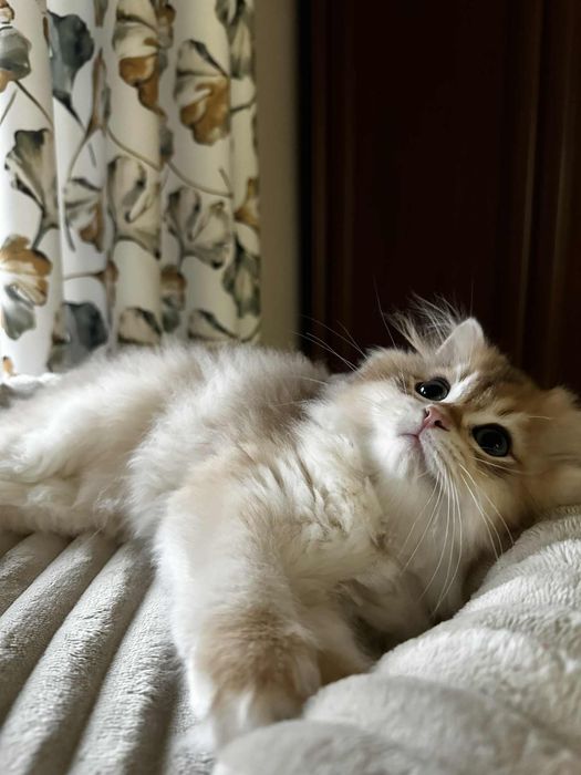 Kot brytyjski kocurek złoty