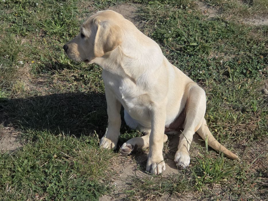 Pies szczeniak  labrador biszkoptowy
