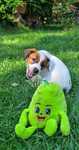 Jack Russell Terier gładkowłosa suczka. Hodowla z 18 letnim stażem.