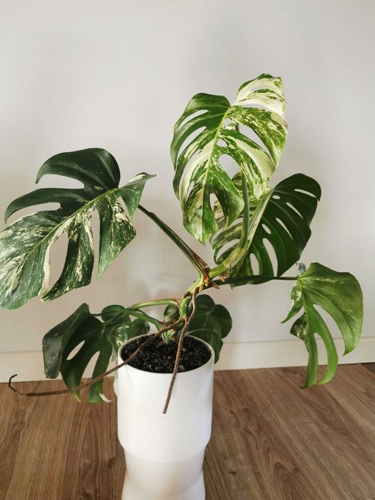 Monstera variegata - 10 liści