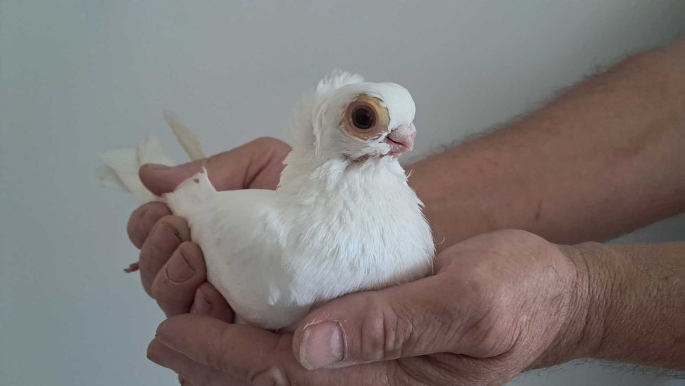 Mewka Mewki białe Gołębie ozdobne