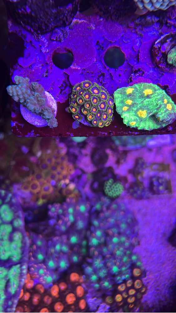 Corais / Frags para aquario de agua salgada