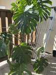 Monstera duza 150 cm