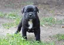 Staffordshire Bull Terrier szczeniak suczka ZKwP