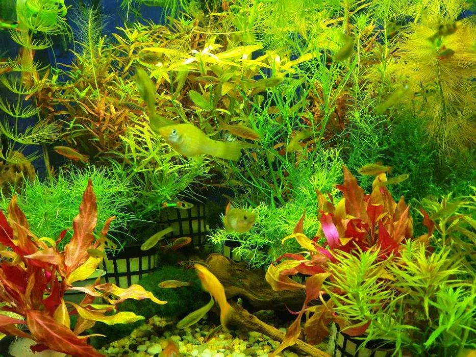 Rośliny akwariowe, mchy - duży wybór; Sklep akwarystyczny AKWAREKS