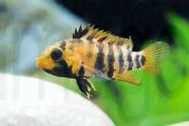 Apistogramma baenschi