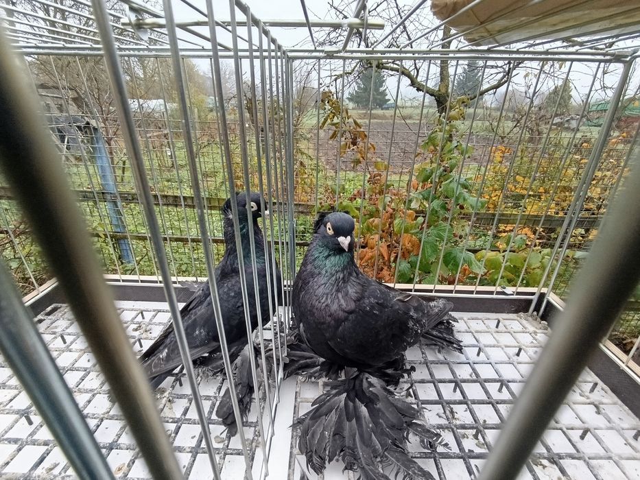 Gołębie wywrotki wschodniopruskie