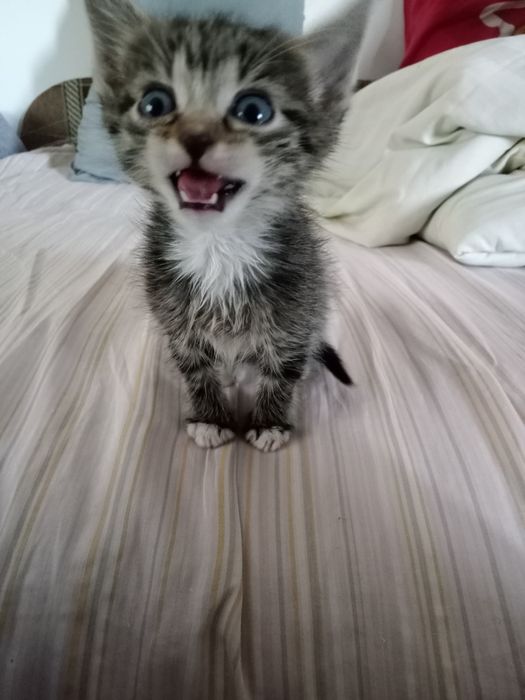 Котики в добрі руки