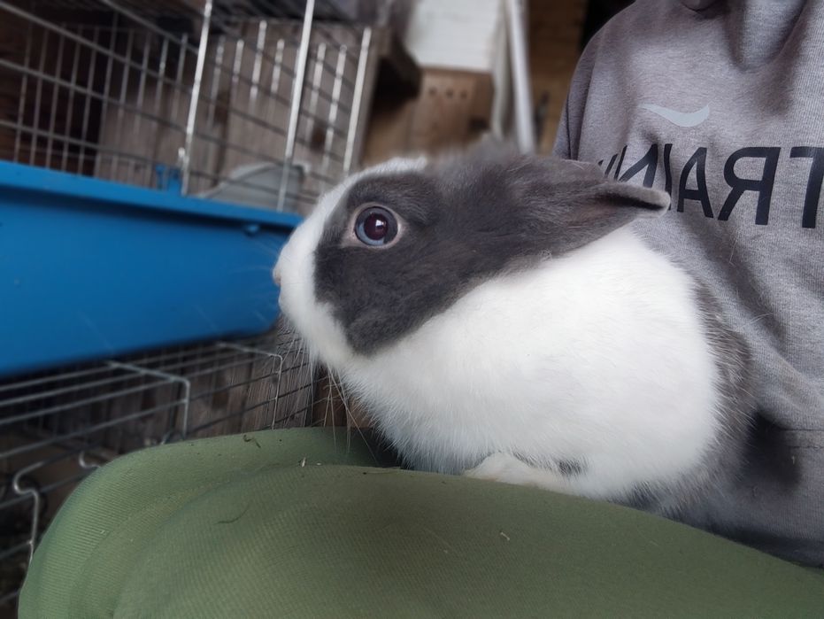 Królik miniaturka dorosły samica