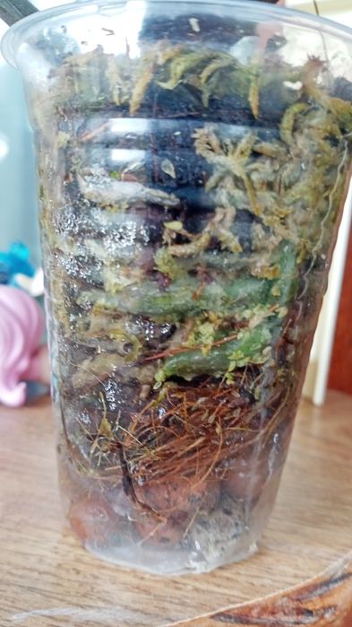 Орхідея  Antares