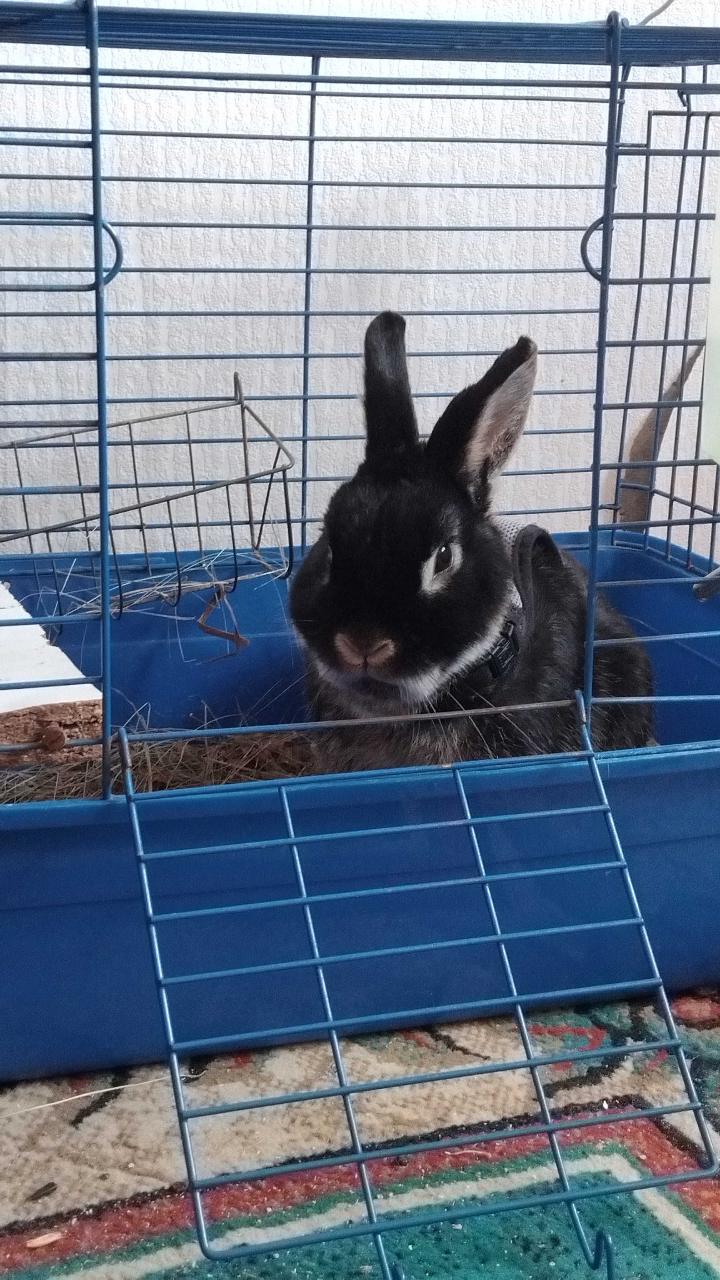 декоративний кролик