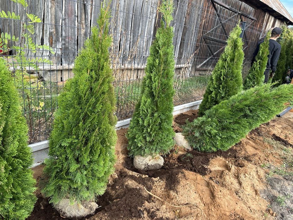 Tuja tuje szmaragd piękne 150-160cm sadzimy wozimy transport