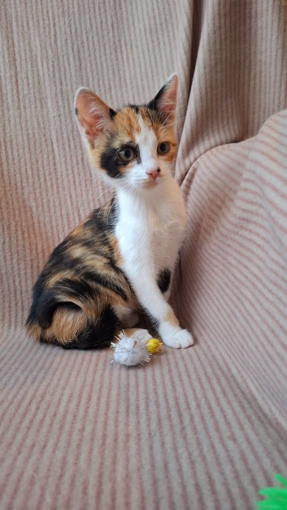 Kolorowa dziewczynka do adopcji