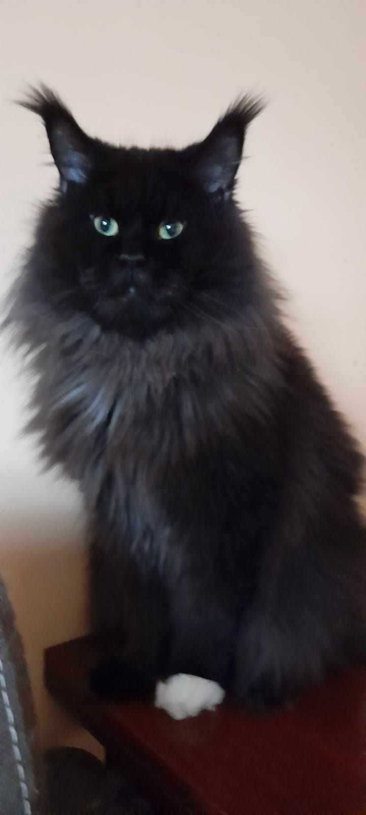 Zarezerwowana / kolorowa koteczka Maine Coon z w opcji do hodowli