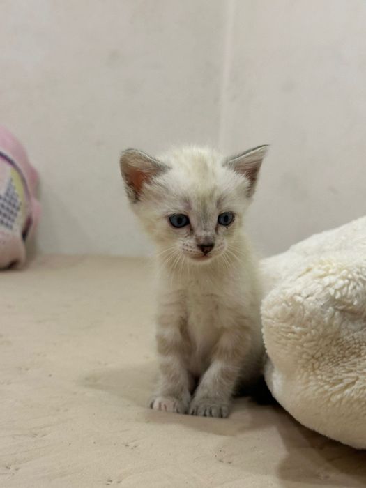 Gatinhos bebes para adoção responsável