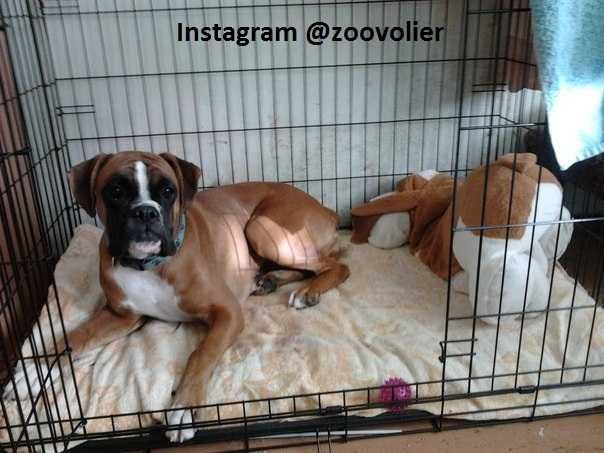 Клетка клітка S,M,L,XL, XXL переноска для щенков собак кошки птиц