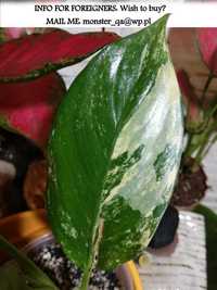 INTERNATIONAL Dieffenbachia Daguensis Variegata philodendron monstera