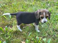 Beagle suczka sprzedam