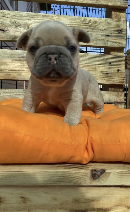 Хлопчик lilac fawn