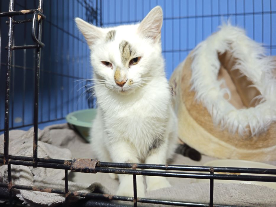 Mega przyjazna kicia Pajęczynka do adopcji < 3