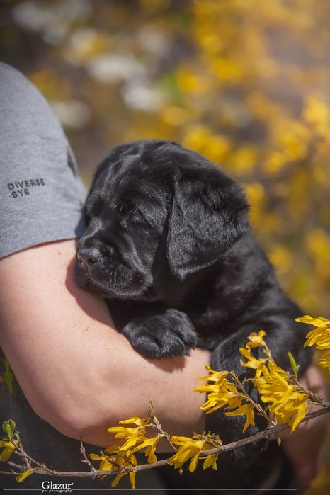 Чорні цуценята розплідник “Lab’Soul Shine”