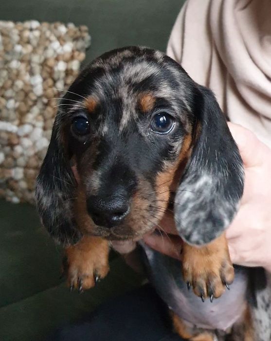 Шикарний мраморний хлопчик такса — не пропусти!