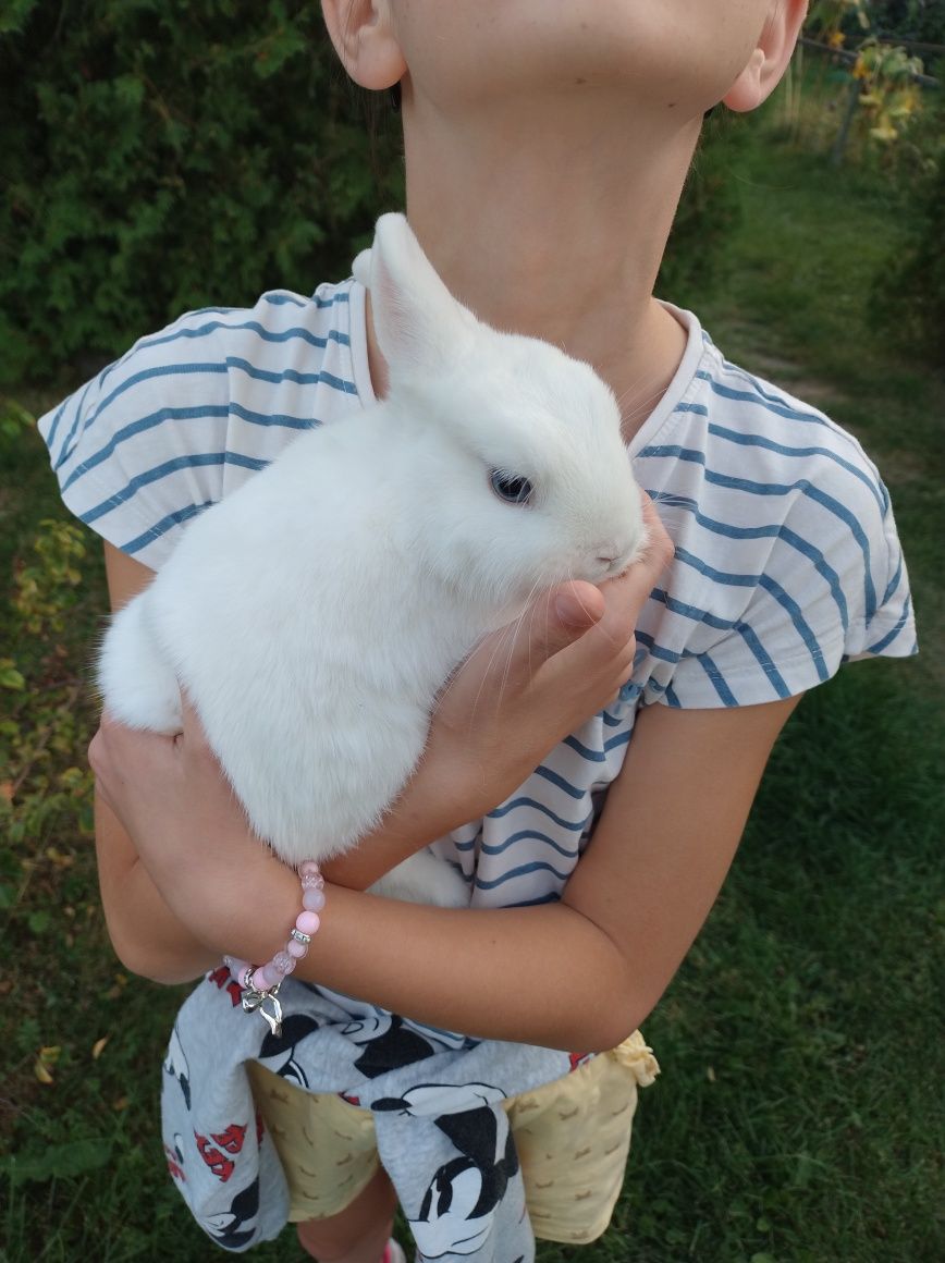Króliczek hermelin niebieskooki