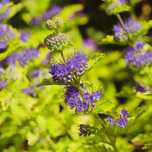 Barbula klandońska 'Worcester Gold' (Caryopteris) Doniczka 2L