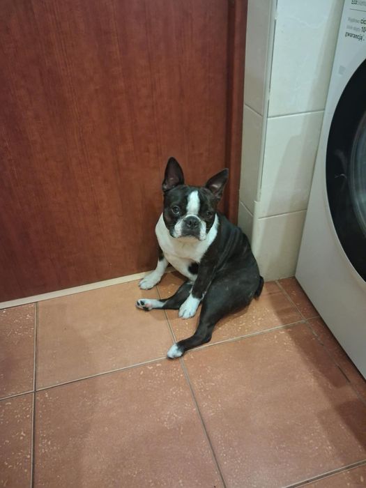 Boston terrier szuka domu