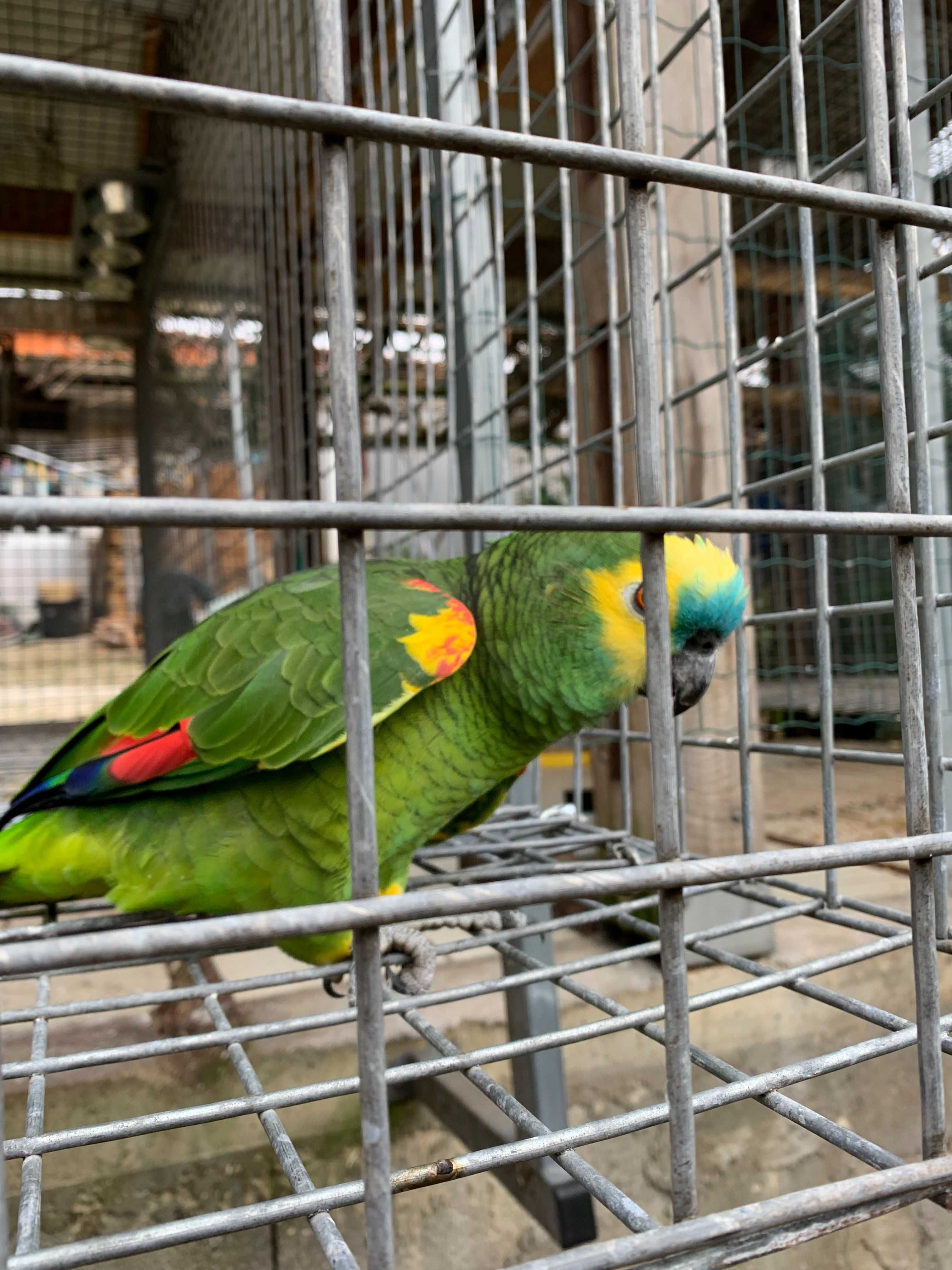 Papagaio Amazona Aestiva