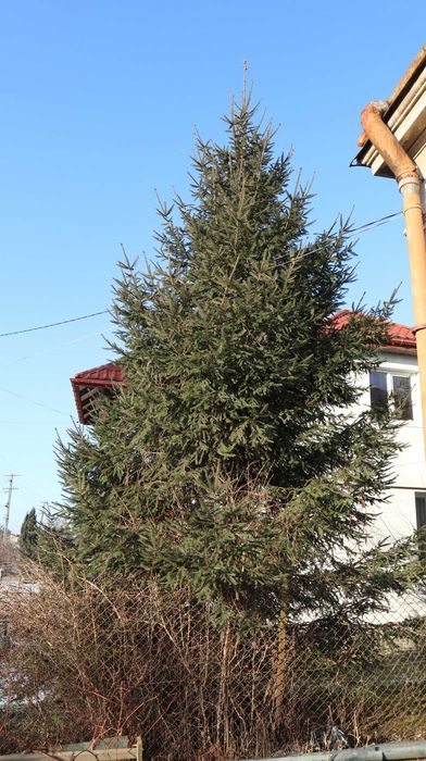 Ялинка 10 метрів елка ель гілки ялинки для декору
