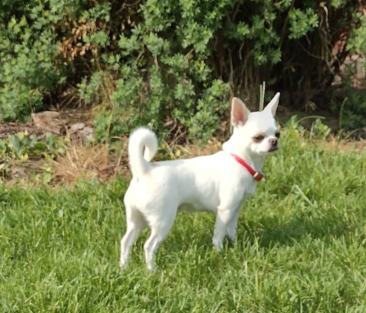 Chihuahua fci szczeniak