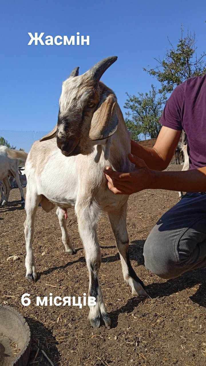 Продам АНубійских