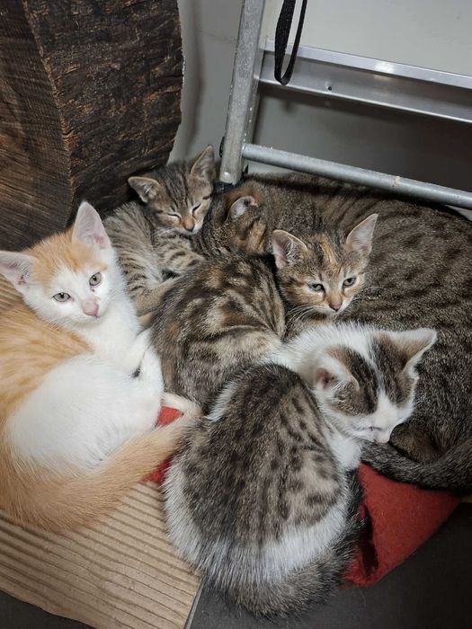 Pełne uroku  i radości KOTKI