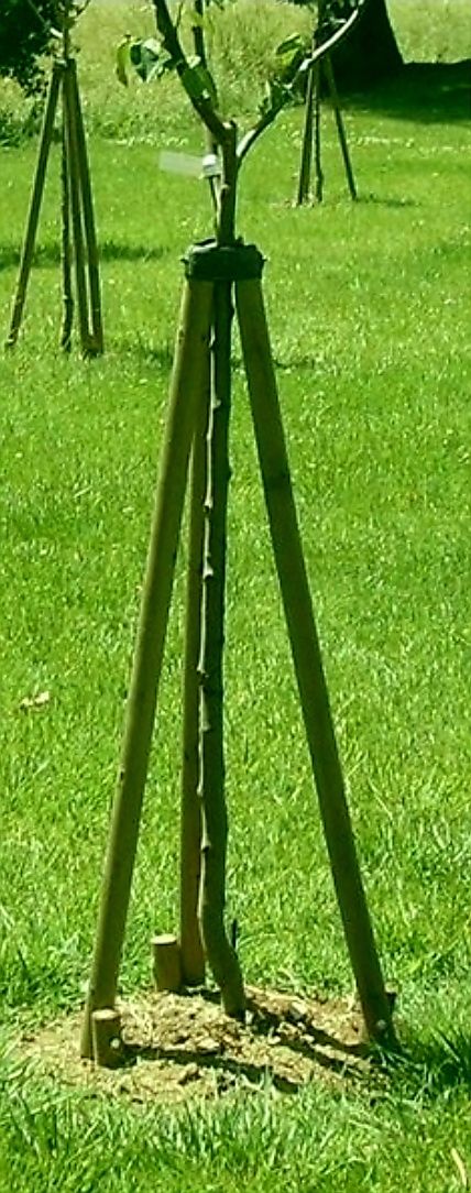 Podpora do drzewek zestaw 150 cm 3 paliki fi60