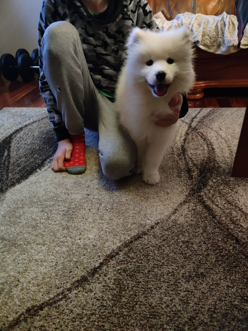 Samoyed suczka z rodowodem