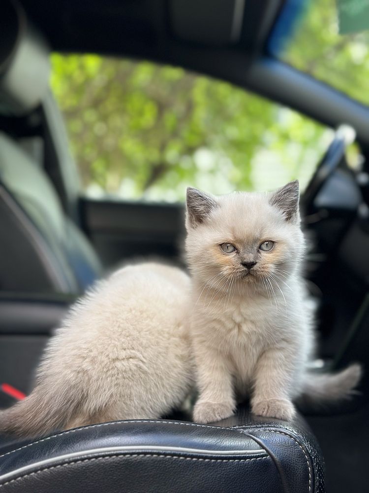 Котенята «Скоттіш-фолд» Шотландці прямоухі та вислоухий