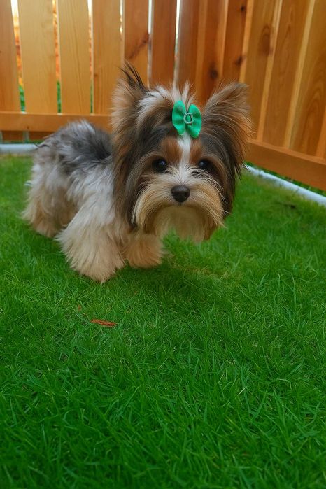 Yorkshire terrier chłopak Szafir biewer