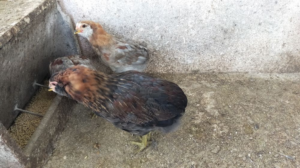 Pintos Araucana - Ovos azuis / verdes