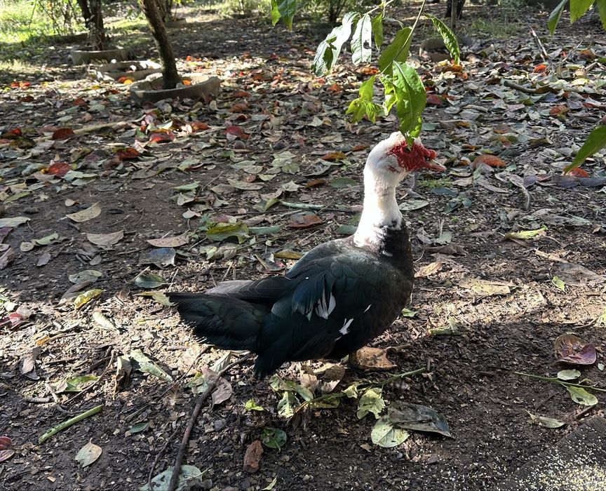 Pato adulto comestível