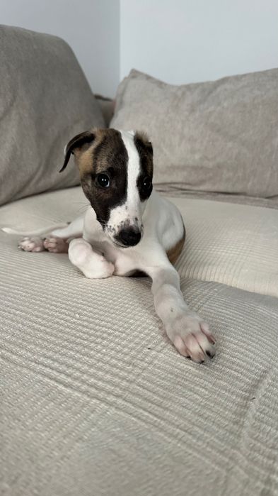 Chart Angielski Whippet