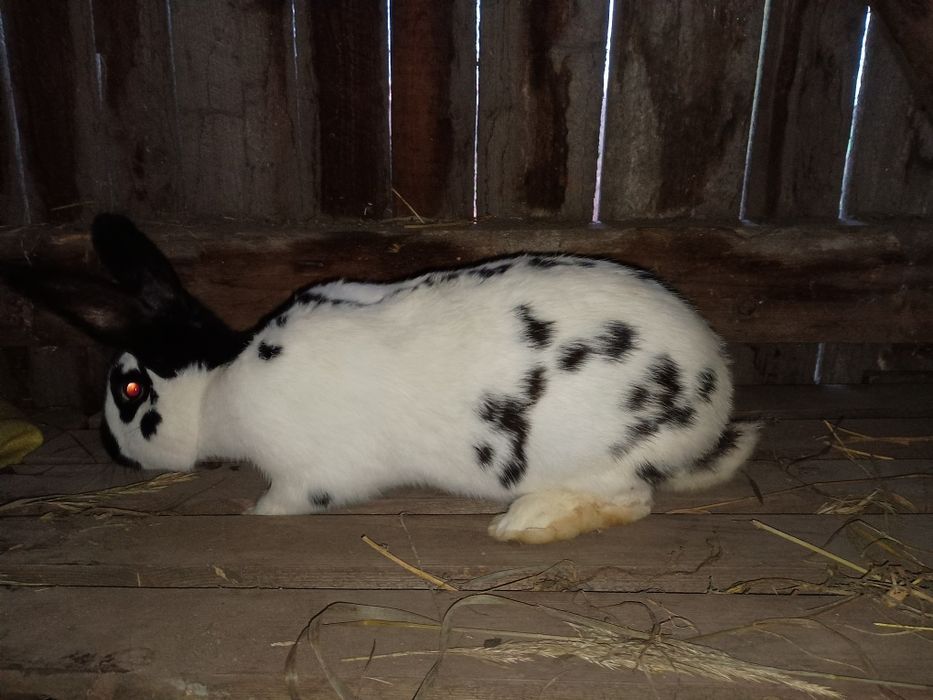 Sprzedam króliki mieszanka ras OSC I Kanadyjski