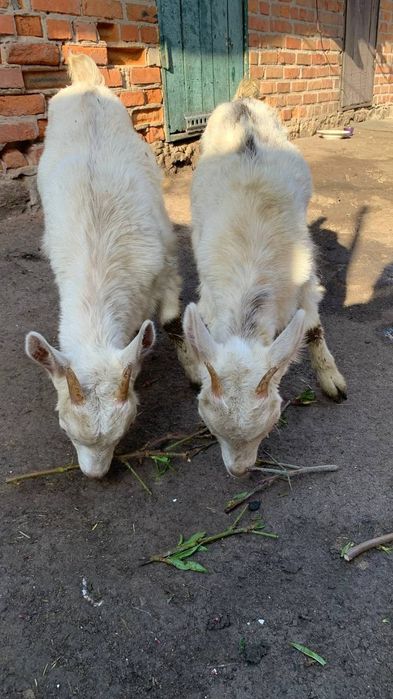 Дві білі кізоньки