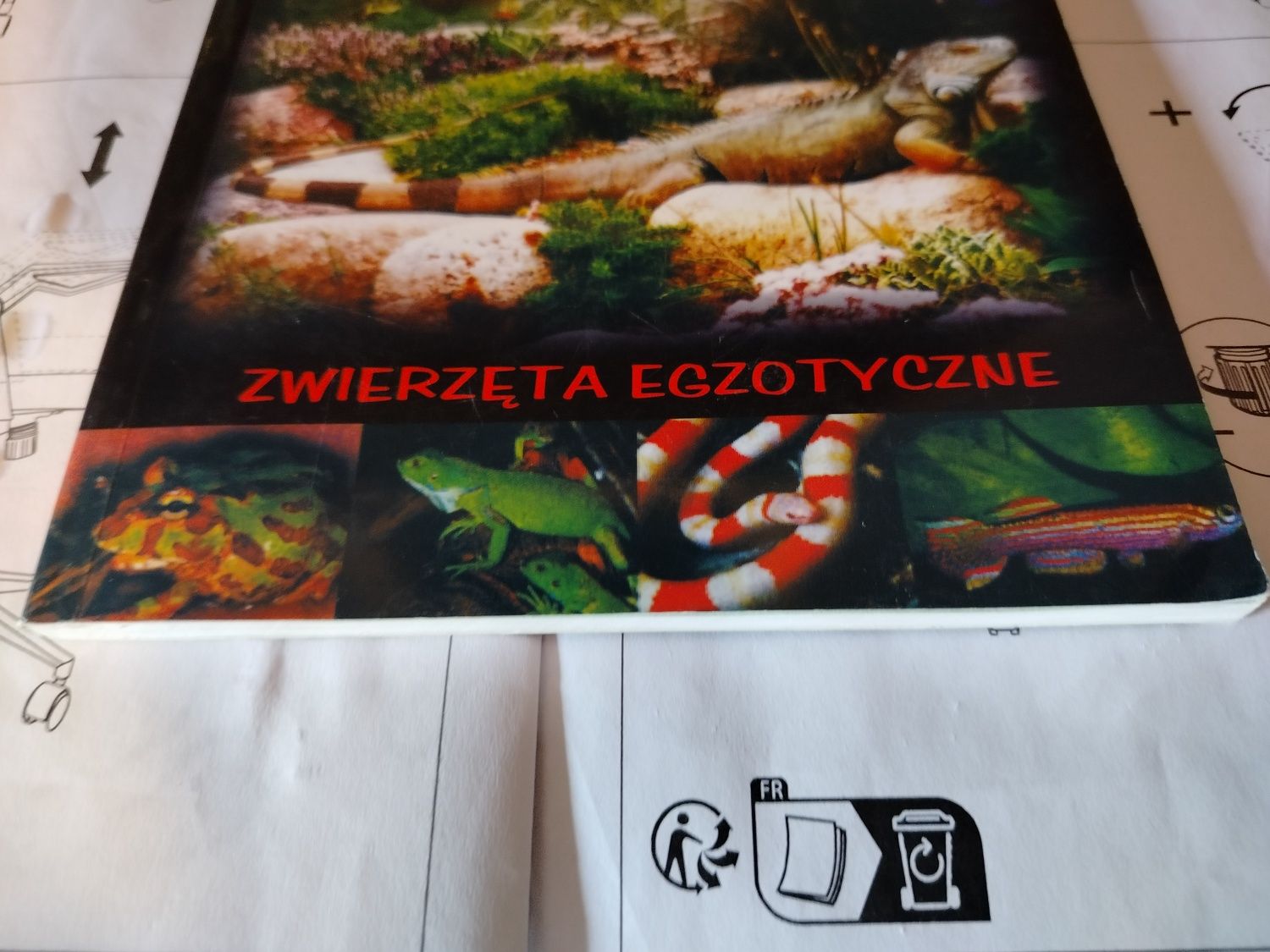 LEGWAN ZIELONY potomek smoków zwierzęta egzotyczne Witold Borkowski