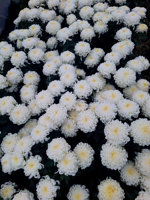 Chryzantemy grubokwiatowe