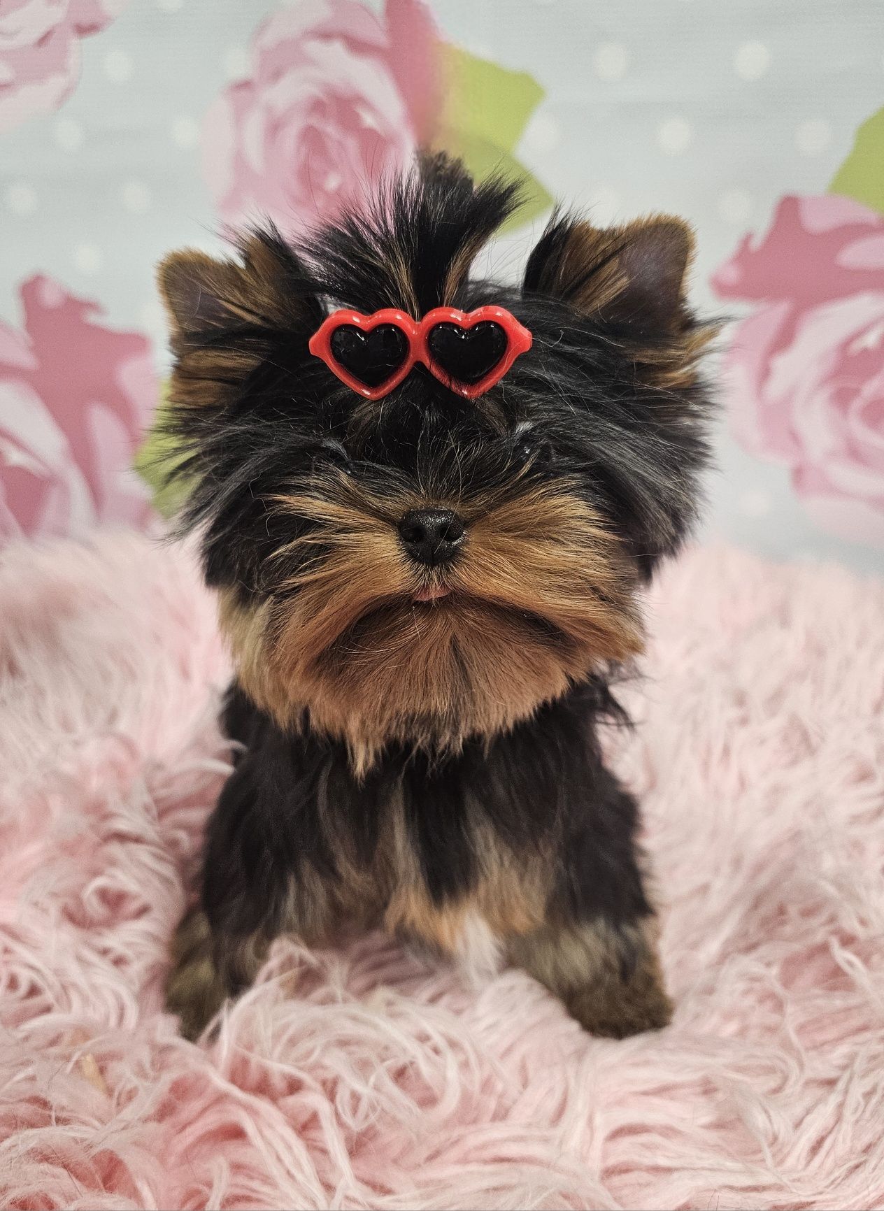 York yorki piesek mini xxs  zkwp fci